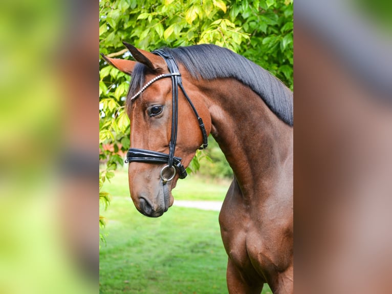 Oldenbourg Jument 5 Ans 168 cm Bai in Marigny le lozon
