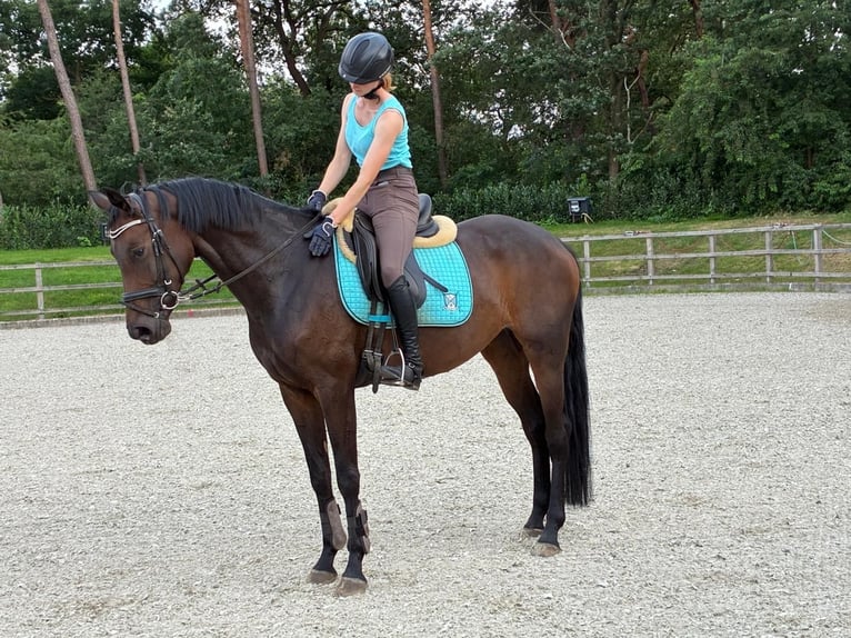 Oldenbourg Jument 5 Ans 168 cm Bai in Großenkneten