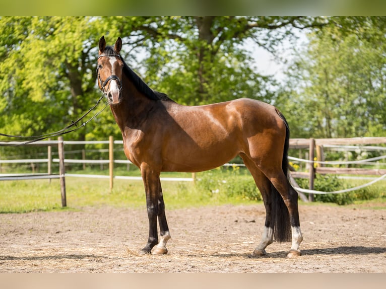 Oldenbourg Jument 5 Ans 168 cm Bai in Tangstedt