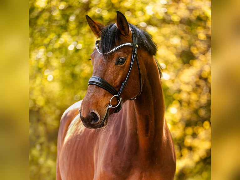 Oldenbourg Jument 5 Ans 168 cm Bai in Werder