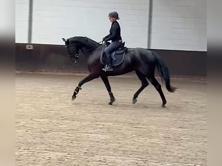 Oldenbourg Jument 5 Ans 168 cm Noir in Vechta