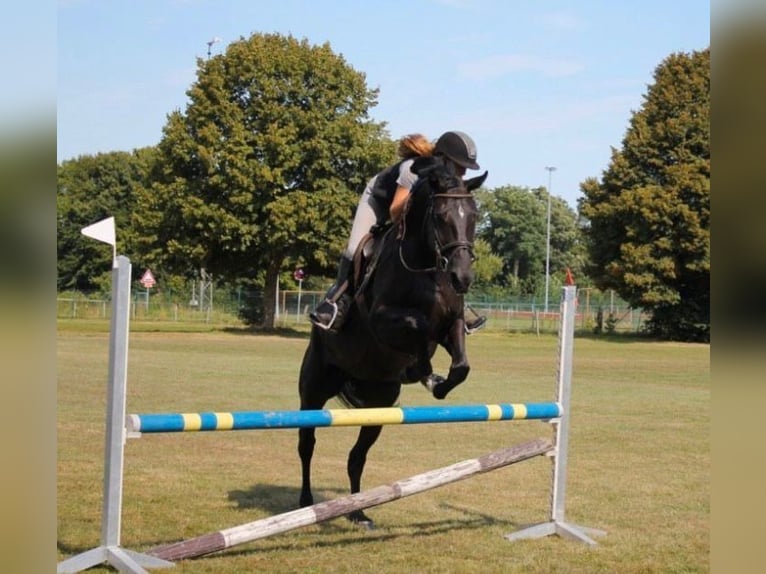 Oldenbourg Jument 5 Ans 168 cm Noir in Westoverledingen