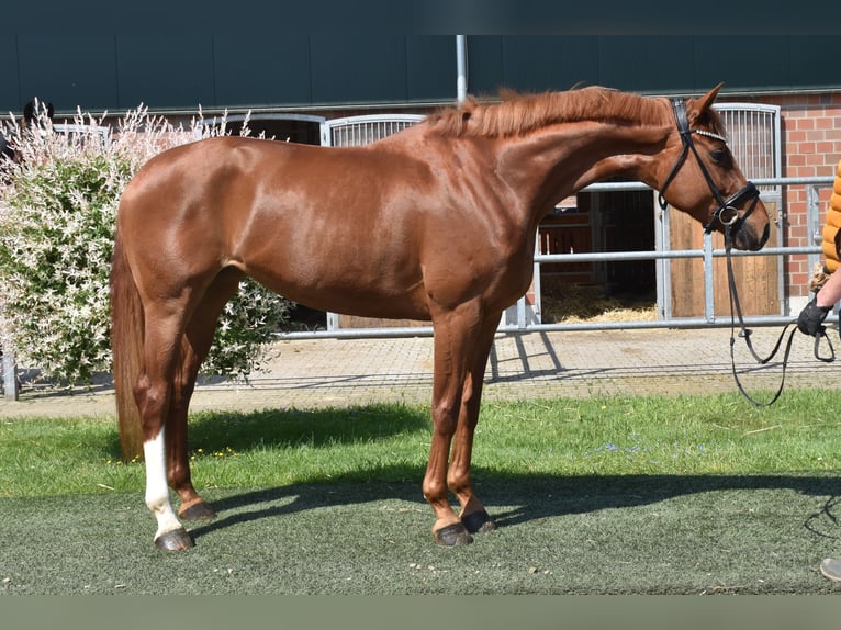 Oldenbourg Jument 5 Ans 169 cm Alezan in Neuss