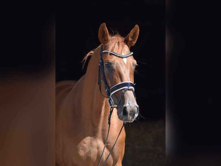 Oldenbourg Jument 5 Ans 169 cm Alezan in Herbstein