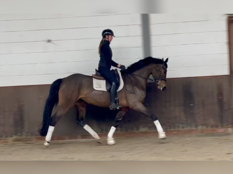 Oldenbourg Jument 5 Ans 169 cm Bai brun in Lohne (Oldenburg)