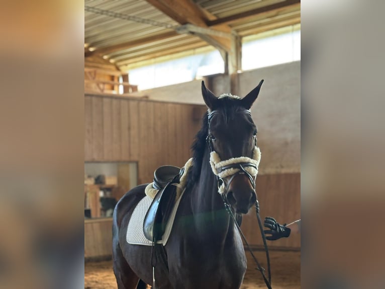 Oldenbourg Jument 5 Ans 169 cm Bai brun in Passail