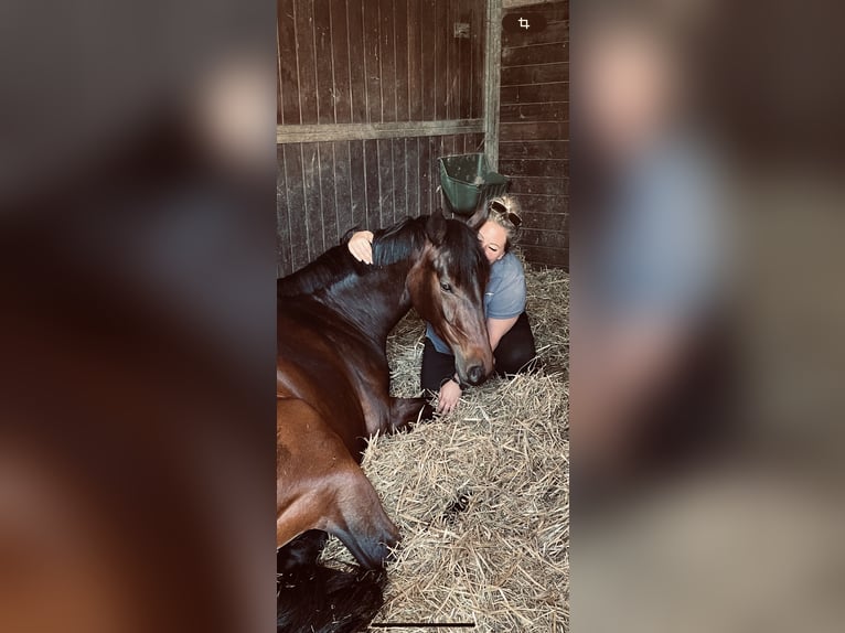 Oldenbourg Jument 5 Ans 169 cm Bai in Issum