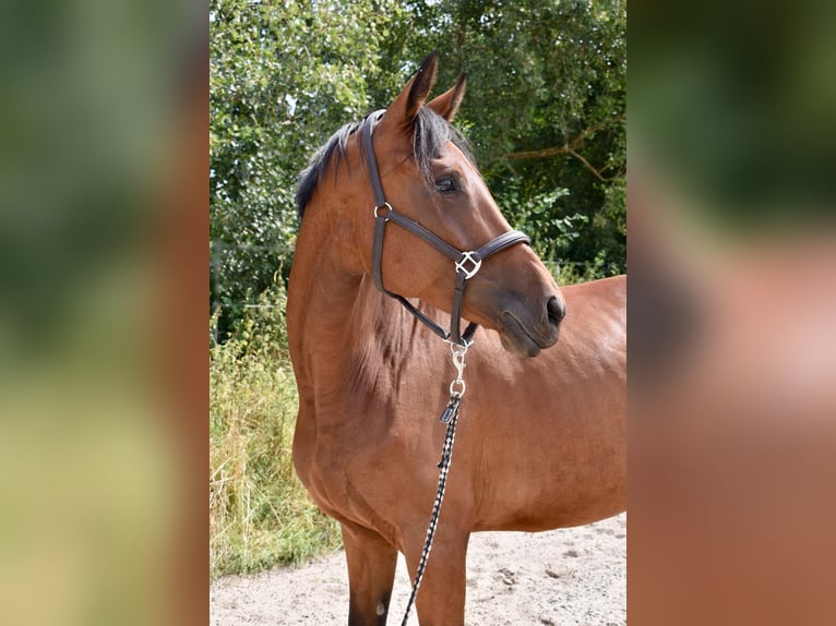 Oldenbourg Jument 5 Ans 169 cm Bai in Fuldabrück