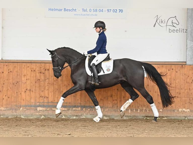 Oldenbourg Jument 5 Ans 169 cm Noir in Suhlendorf