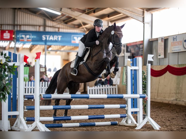 Oldenbourg Jument 5 Ans 169 cm Noir in Hüllhorst