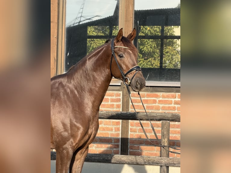 Oldenbourg Jument 5 Ans 170 cm Alezan brûlé in Heidesheim am Rhein