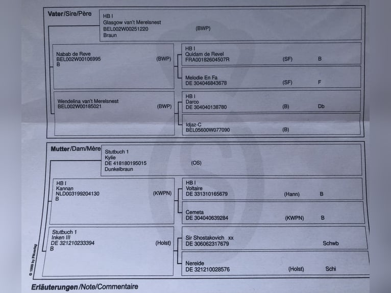 Oldenbourg Jument 5 Ans 170 cm Alezan brûlé in Dinkelsbühl