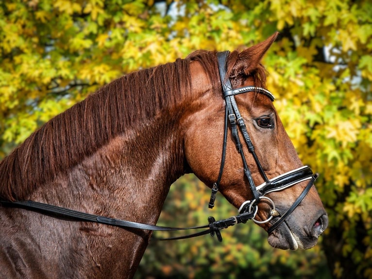 Oldenbourg Jument 5 Ans 170 cm Alezan in Aachen