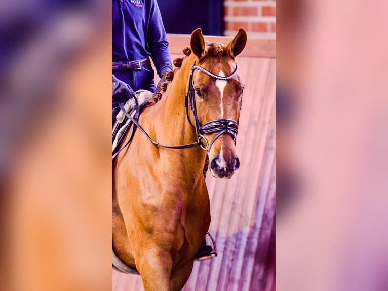 Oldenbourg Jument 5 Ans 170 cm Alezan in Westerstede