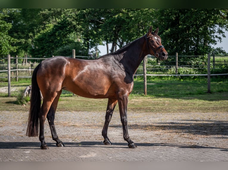 Oldenbourg Jument 5 Ans 170 cm Bai brun in Jever