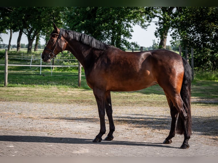 Oldenbourg Jument 5 Ans 170 cm Bai brun in Jever