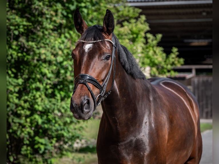Oldenbourg Jument 5 Ans 170 cm Bai brun in Jever