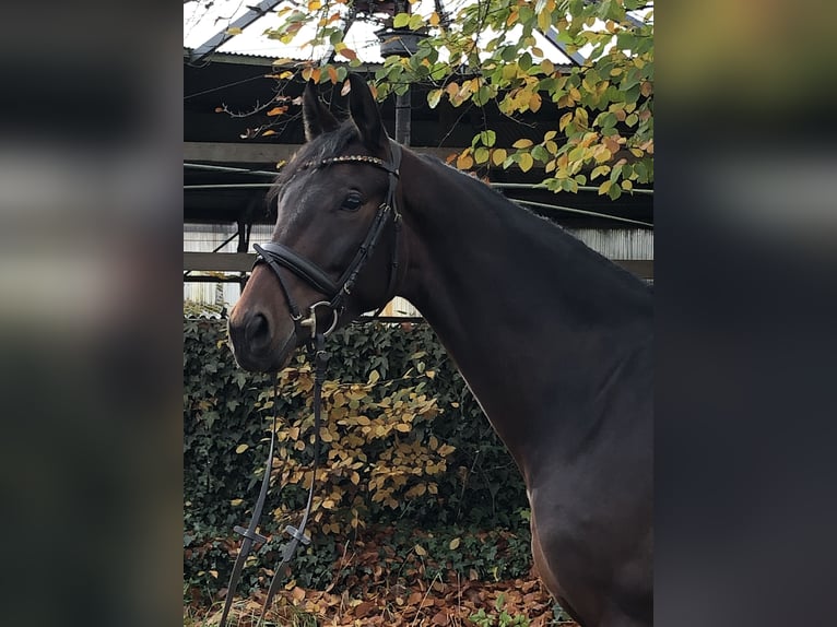 Oldenbourg Jument 5 Ans 170 cm Bai brun in Hiddenhausen