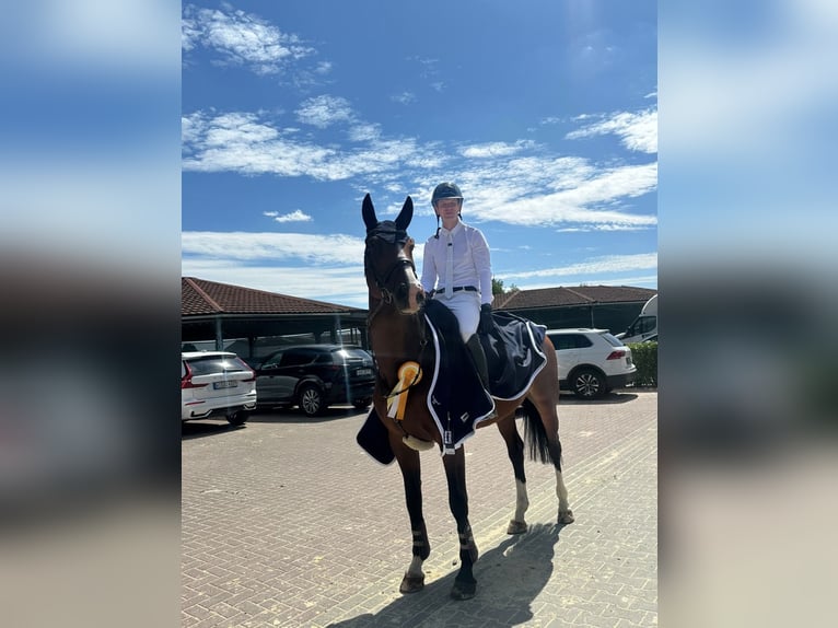 Oldenbourg Jument 5 Ans 170 cm Bai brun in Bonefeld