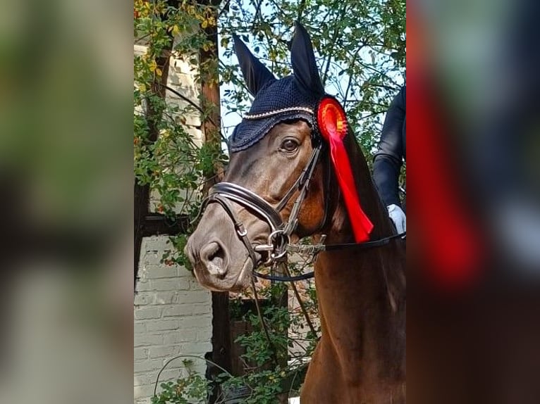 Oldenbourg Jument 5 Ans 170 cm Bai brun foncé in Eckenroth