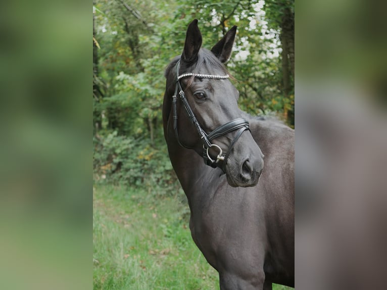 Oldenbourg Jument 5 Ans 170 cm Bai brun foncé in Eckenroth