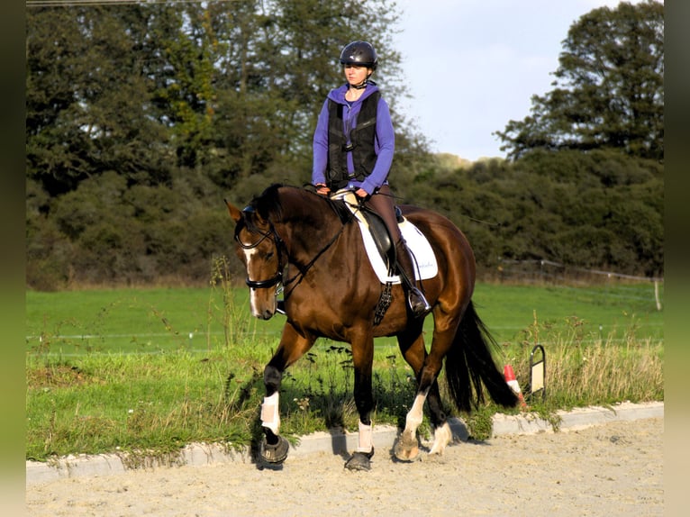 Oldenbourg Jument 5 Ans 170 cm Bai in Radeburg