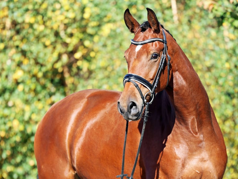 Oldenbourg Jument 5 Ans 170 cm Bai in Loewenberger Land, 30 min von Berlin