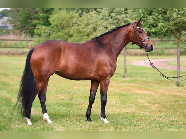 Oldenbourg Jument 5 Ans 170 cm Bai in Sassenberg