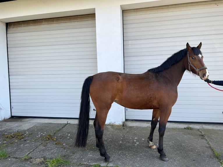 Oldenbourg Jument 5 Ans 170 cm Bai in Dallgow-Döberitz