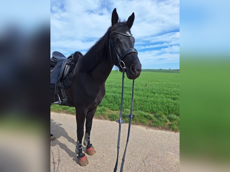 Oldenbourg Jument 5 Ans 170 cm Noir in Schwaigern