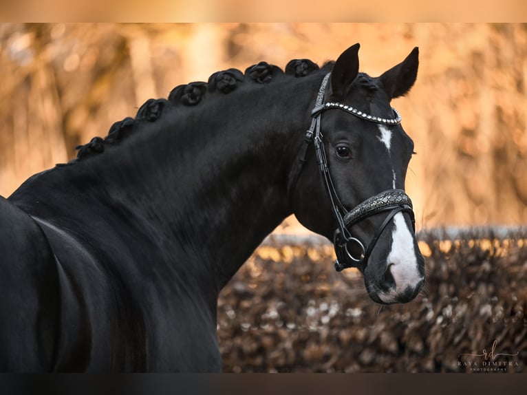 Oldenbourg Jument 5 Ans 170 cm Noir in Wehringen