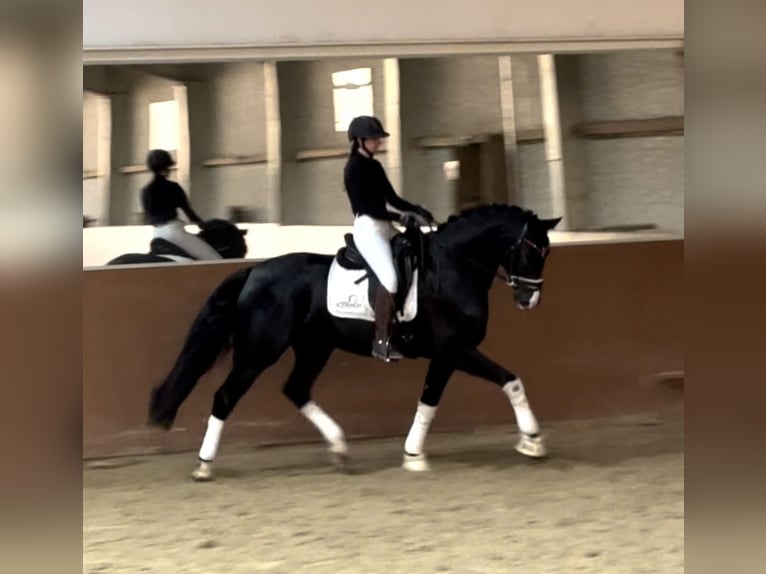 Oldenbourg Jument 5 Ans 170 cm Noir in Wehringen