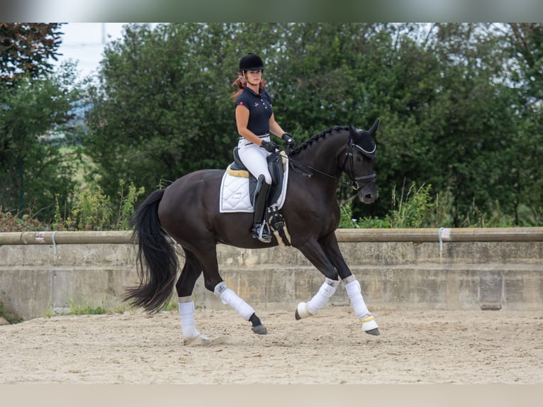 Oldenbourg Jument 5 Ans 170 cm Noir in Brünn