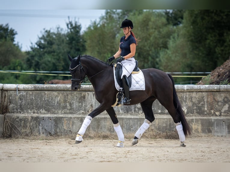 Oldenbourg Jument 5 Ans 170 cm Noir in Brünn