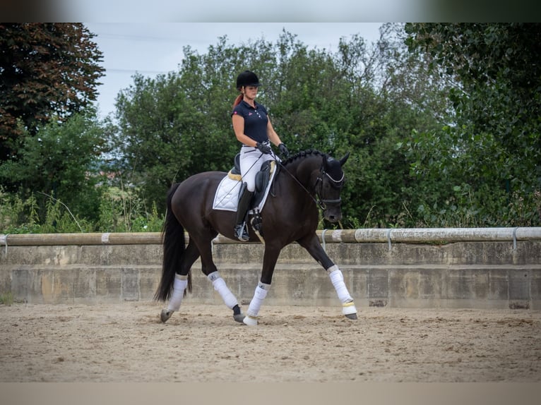 Oldenbourg Jument 5 Ans 170 cm Noir in Brünn