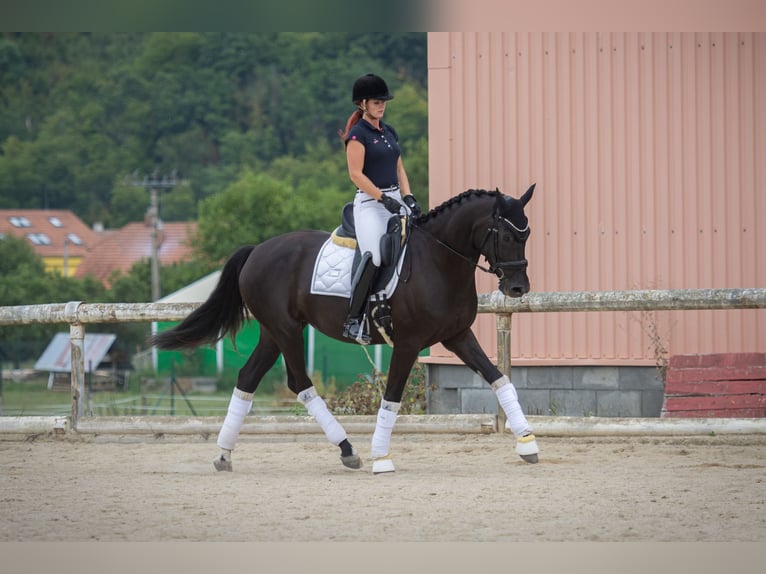 Oldenbourg Jument 5 Ans 170 cm Noir in Brünn