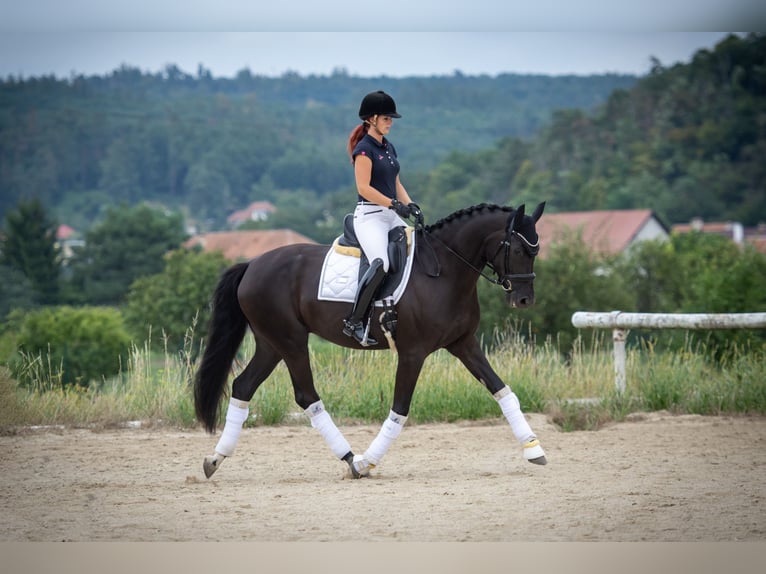 Oldenbourg Jument 5 Ans 170 cm Noir in Brünn