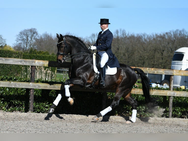 Oldenbourg Jument 5 Ans 170 cm Noir in Sankt Wolfgang