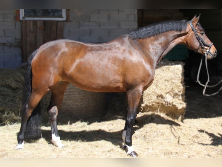 Oldenbourg Jument 5 Ans 171 cm Bai brun in Winhöring
