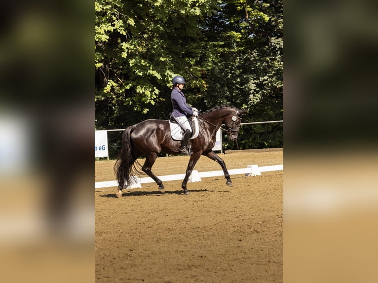 Oldenbourg Jument 5 Ans 171 cm Bai brun foncé in Gomadingen