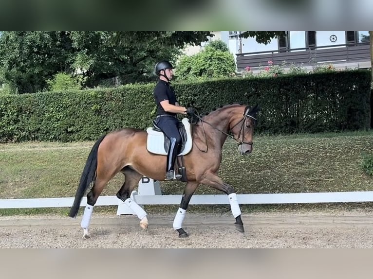 Oldenbourg Jument 5 Ans 171 cm Bai in Rottenburg an der Laaber