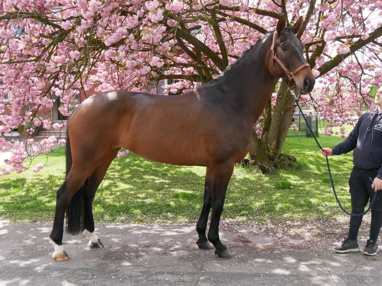 Oldenbourg Jument 5 Ans 171 cm  in Dorsten