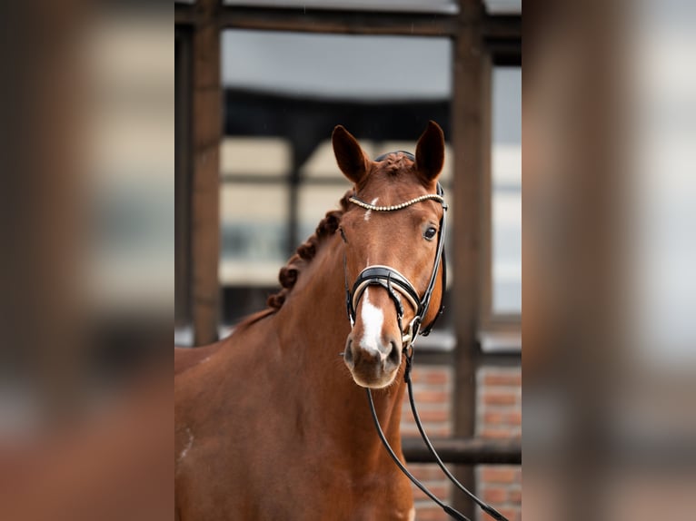 Oldenbourg Jument 5 Ans 172 cm Alezan brûlé in Heidesheim am Rhein