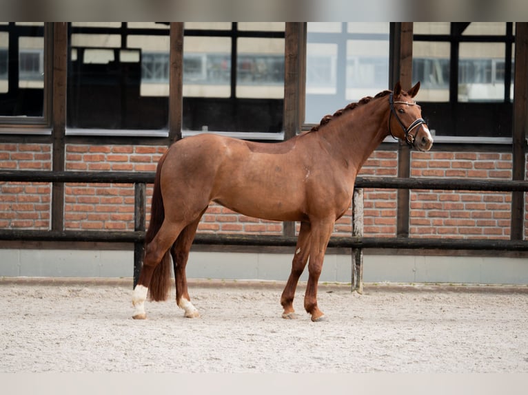 Oldenbourg Jument 5 Ans 172 cm Alezan brûlé in Heidesheim am Rhein