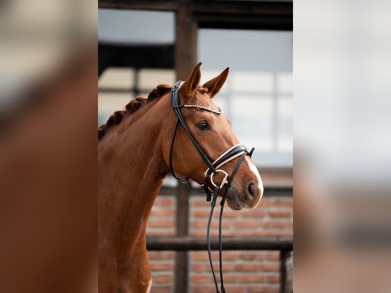 Oldenbourg Jument 5 Ans 172 cm Alezan brûlé in Heidesheim am Rhein