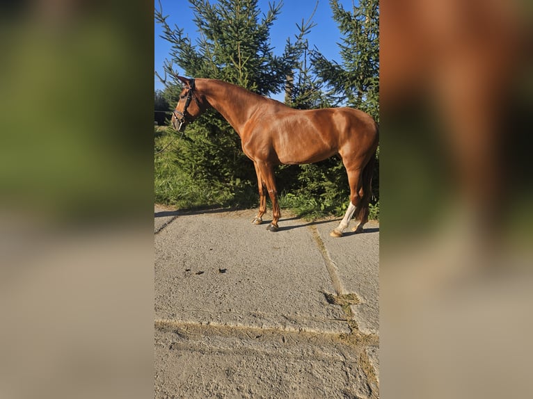 Oldenbourg Jument 5 Ans 172 cm Alezan brûlé in Vrutky