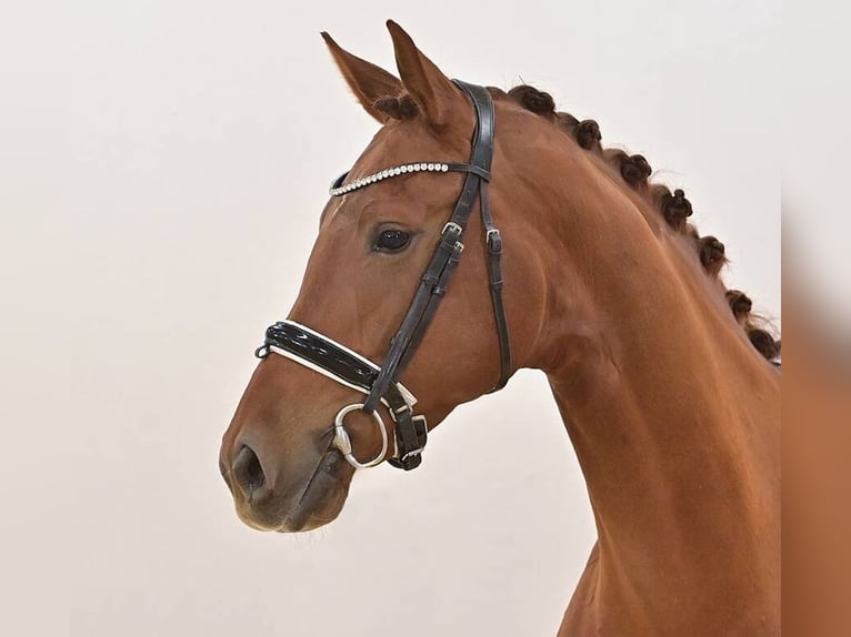 Oldenbourg Jument 5 Ans 172 cm Alezan in Vechta