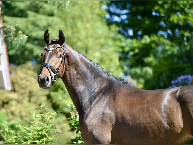 Oldenbourg Jument 5 Ans 172 cm Bai brun in Dötlingen