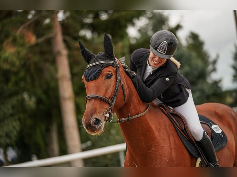 Oldenbourg Jument 5 Ans 172 cm Bai brun in Mote&#x161;ice