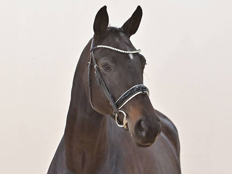 Oldenbourg Jument 5 Ans 172 cm Bai brun foncé in Vechta